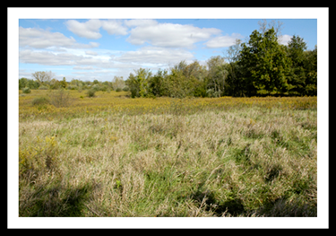 Prairie & Forest at the Fink Field Lab